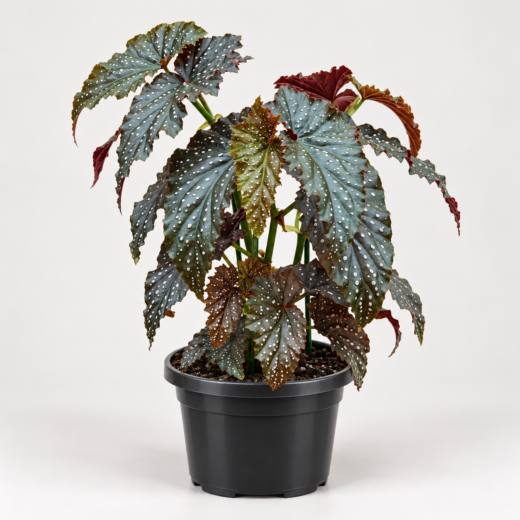 Asa de Anjo (Begônia maculata)