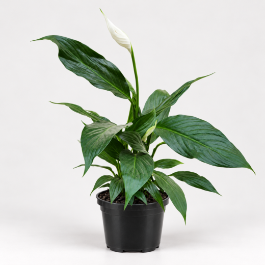Lírio-da-paz (Spathiphyllum)